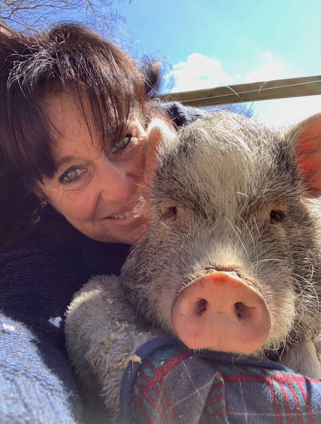 Pickles the potbelly pig is a 150-pound, potty-trained, friendly pet therapy animal in the Long Island Pet Partners community group.